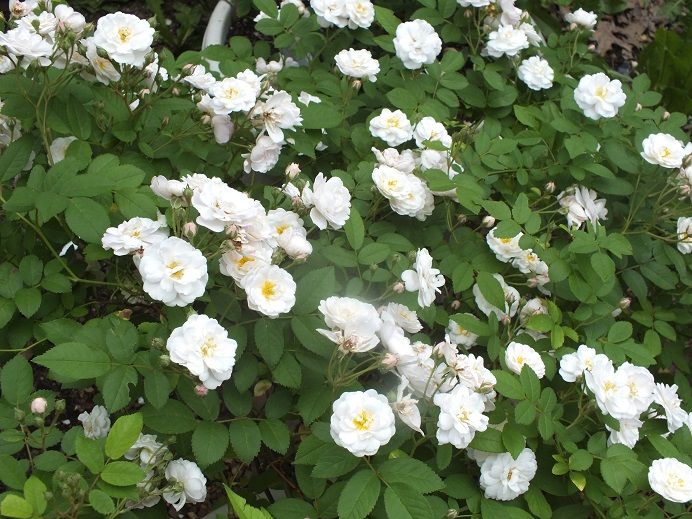  photo seqouia4_zps5f7f964a.jpg